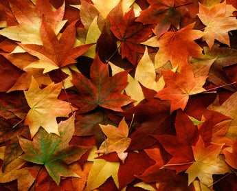 5 Autumn Microadventures