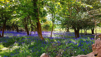 4 Great New Forest Walks To Try This Summer