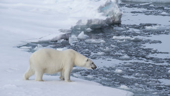 Attenborough reaches the North Pole