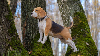 14 Climbing Dogs